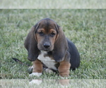 Small Photo #3 Basset Hound Puppy For Sale in MEMPHIS, MO, USA