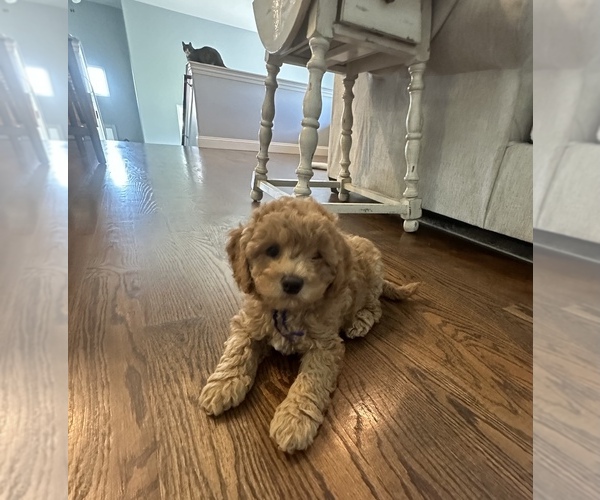 Medium Photo #6 Cock-A-Poo Puppy For Sale in WICHITA, KS, USA