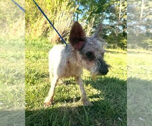 Zoe (GA) - Female Mutt Dog for Adoption - Photo #4