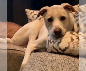 Greyhound-Labrador Retriever Mix Dogs for adoption in BOERNE, TX, USA