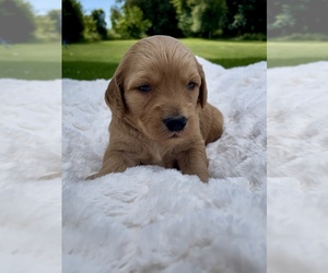 Goldendoodle Puppy for sale in RANDOLPH, WI, USA