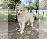 Small #3 Great Pyrenees