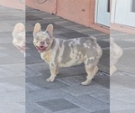 Small French Bulldog
