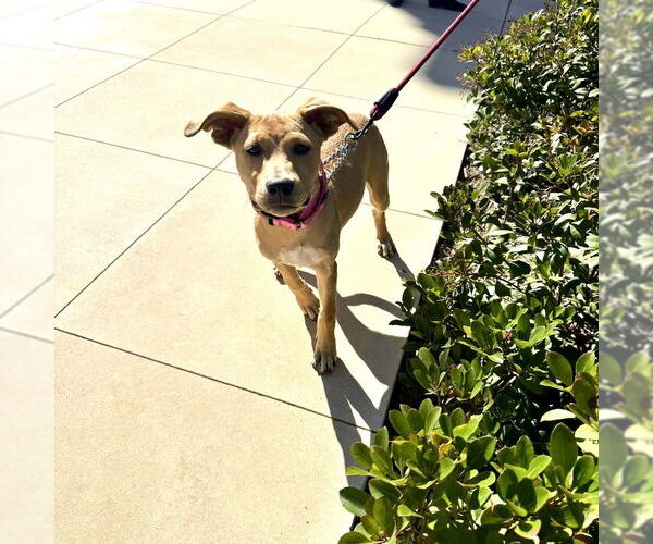 Medium Photo #7 Labrador Retriever-Unknown Mix Puppy For Sale in San Juan Capistrano, CA, USA