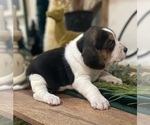 Small #6 Beagle