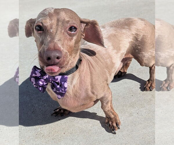 Medium Photo #7 Dachshund Puppy For Sale in Shelbyville, TN, USA