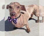 Small #6 Dachshund