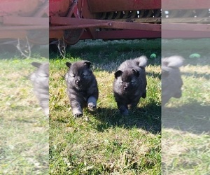 Keeshond Puppy for sale in BLAIRSBURG, IA, USA