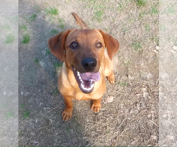 Medium Photo #8 Labrador Retriever-Unknown Mix Puppy For Sale in Murfreesboro, NC, USA