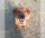 Small #7 Labrador Retriever Mix