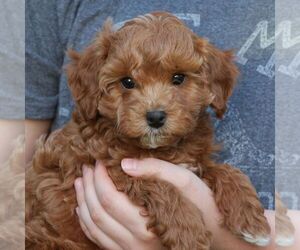 Cavapoo Puppy for sale in LITITZ, PA, USA