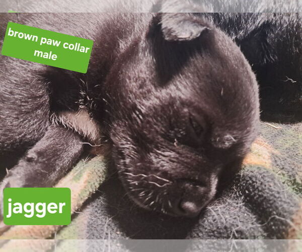 Medium Photo #2 Shepradors Puppy For Sale in Princeton, MN, USA
