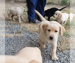 Puppy Puppy 2 Labrador Retriever