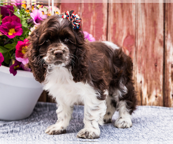 Medium Photo #13 Cocker Spaniel Puppy For Sale in WAKARUSA, IN, USA