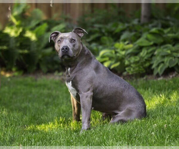 Medium Photo #3 American Pit Bull Terrier-Unknown Mix Puppy For Sale in Farmington, MN, USA