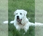 Small #4 Akbash-Great Pyrenees Mix