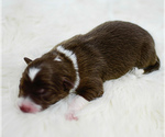 Small Photo #6 Border Collie Puppy For Sale in STRAFFORD, MO, USA