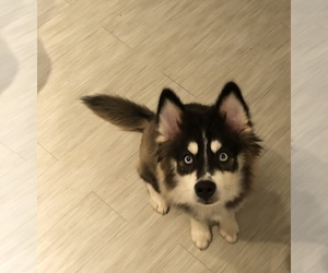 Pomsky Puppy for sale in CAMPBELL, WI, USA