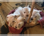 Small Photo #6 Schnauzer (Miniature) Puppy For Sale in CLEVER, MO, USA