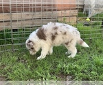 Small Photo #10 Border-Aussie Puppy For Sale in ANTELOPE, CA, USA