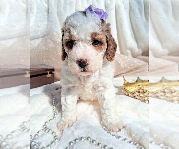 Medium Photo #93 Goldendoodle (Miniature) Puppy For Sale in GASTONIA, NC, USA