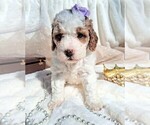 Small Photo #93 Goldendoodle (Miniature) Puppy For Sale in GASTONIA, NC, USA