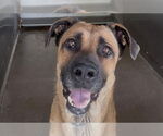 Small #1 American Pit Bull Terrier-German Shepherd Dog Mix