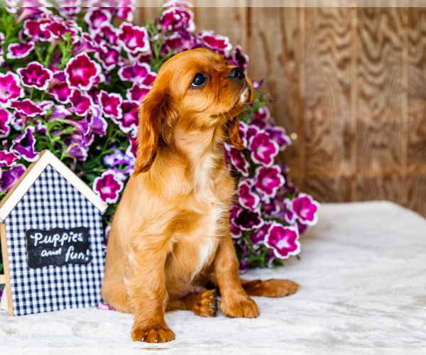 Medium Photo #4 Cavalier King Charles Spaniel Puppy For Sale in WAKARUSA, IN, USA