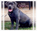 Small Photo #1 Cane Corso Puppy For Sale in CHARLOTTE, NC, USA