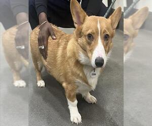 Pembroke Welsh Corgi Dogs for adoption in Forestville, MD, USA