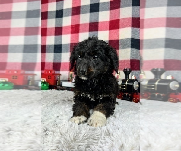 Medium Photo #4 Aussiedoodle Miniature  Puppy For Sale in GREENWOOD, IN, USA