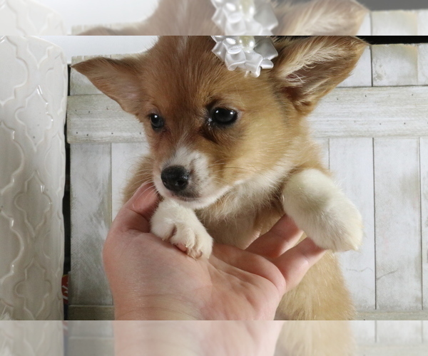Medium Photo #3 Aussie-Corgi Puppy For Sale in STAFFORD, VA, USA