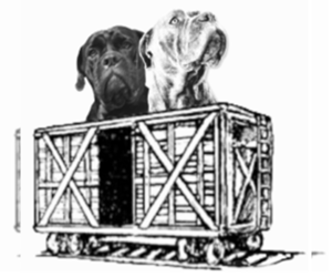 Cane Corso Puppy for sale in LEXINGTON, SC, USA