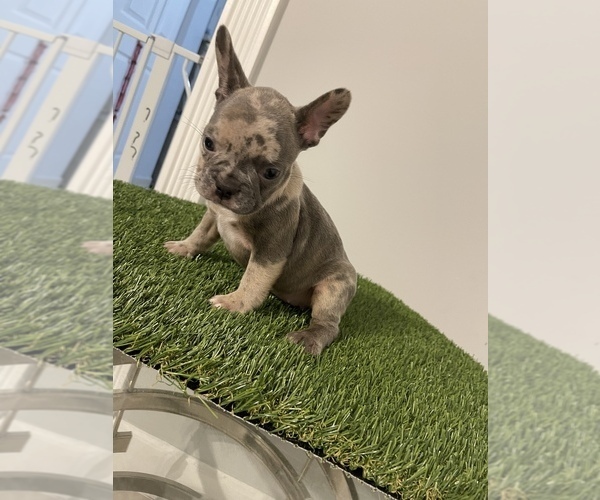 Medium Photo #1 French Bulldog Puppy For Sale in OPA LOCKA, FL, USA