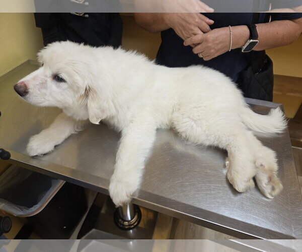 Medium Photo #10 Great Pyrenees Puppy For Sale in Houston, TX, USA