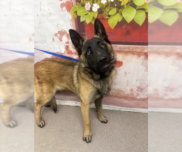 Medium Photo #1 Mutt Puppy For Sale in San Bernardino, CA, USA