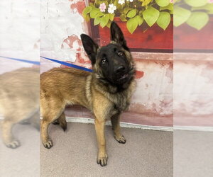 Mutt Dogs for adoption in San Bernardino, CA, USA