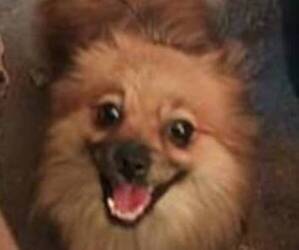 Pomeranian Puppy for sale in CLEVELAND, OH, USA
