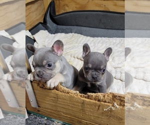 French Bulldog Puppy for Sale in CHINO HILLS, California USA