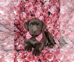 Small Photo #6 Labrador Retriever Puppy For Sale in KIRKWOOD, PA, USA