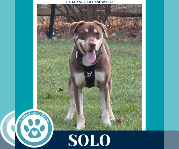 Medium Photo #3 Labrador Retriever-Unknown Mix Puppy For Sale in Kimberton, PA, USA