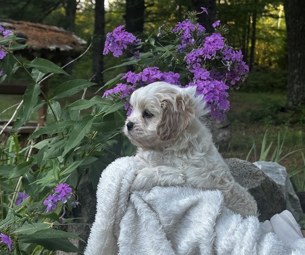Medium Photo #4 Cava-Tzu Puppy For Sale in NAPERVILLE, IL, USA