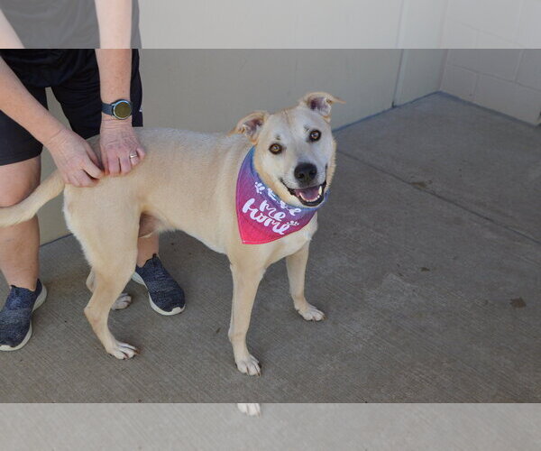 Medium Photo #3 Labrador Retriever-Unknown Mix Puppy For Sale in McKinney, TX, USA