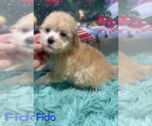 Medium Photo #3 Poodle (Toy) Puppy For Sale in AZLE, TX, USA