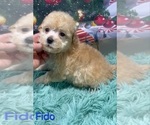 Small #2 Poodle (Toy)
