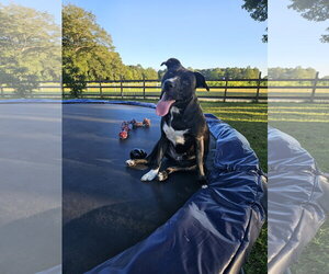 Raven - Female Retriever -Unknown Mix Dog for Adoption - Photo #2