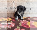 Small #22 Schnauzer (Miniature)