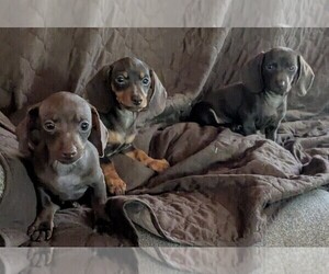 Dachshund Puppy for sale in GULFPORT, MS, USA