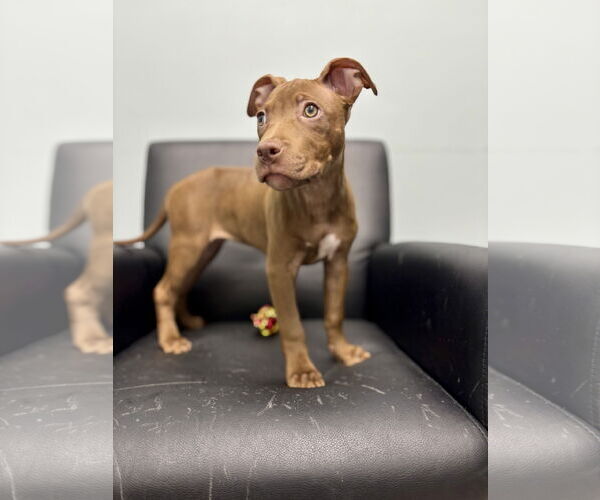 Medium Photo #7 American Staffordshire Terrier-Unknown Mix Puppy For Sale in Holly Springs, NC, USA