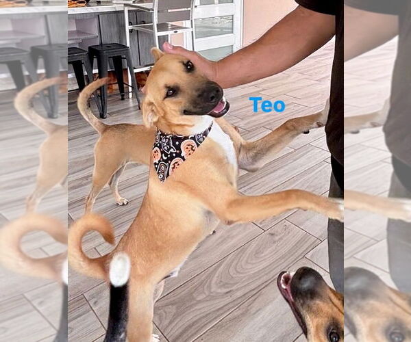 Medium Photo #4 Mutt Puppy For Sale in Jefferson, NJ, USA